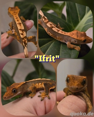 0.0.1 Correlophus ciliatus Kronengecko 'Ifrit'