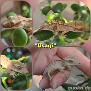 0.0.1 Correlophus ciliatus Kronengecko "Usagi"