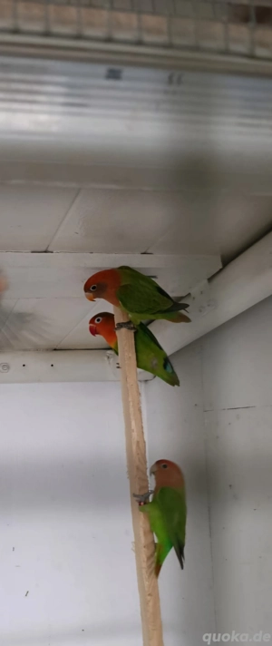 Pfirsichköpfchen Unzertrennlichen