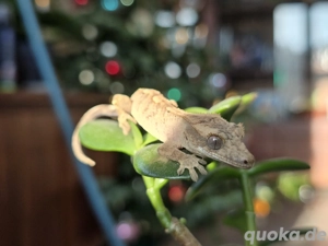1.0 Correlophus ciliatus Kronengecko "Usagi" Bild 5