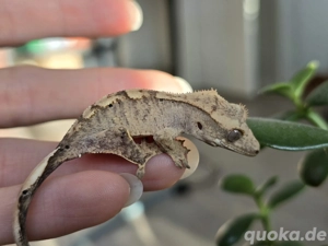 1.0 Correlophus ciliatus Kronengecko "Usagi" Bild 6