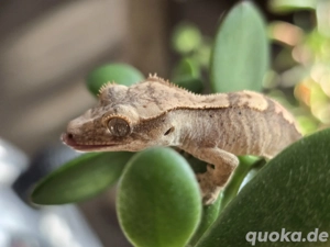 1.0 Correlophus ciliatus Kronengecko "Usagi" Bild 4