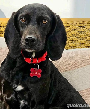 ALICE sucht Familienanschluß