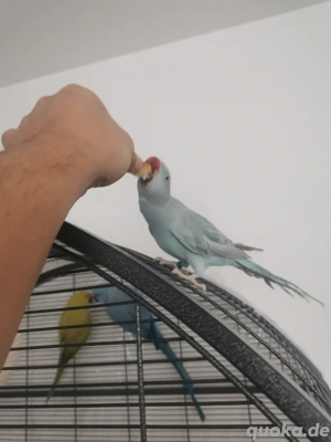 Halsbandsittiche Henne 