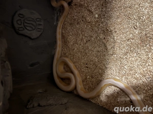 Netzpython Albino motley sunfire  weibchen Bild 3