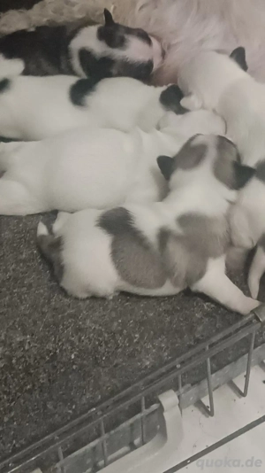 Bichon x französische Bulldogge Welpen