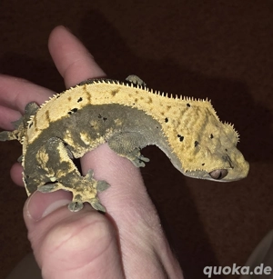 Kronengecko 1.0 Harlekin 