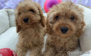 Bezaubernde Cavapoo Welpen suchen neues Zuhause