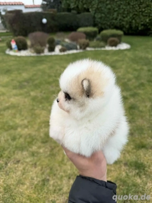 pomeranian spitz