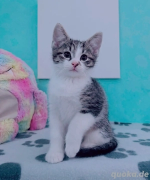 BKH x EKH zuckersüße Schmusebärchis 