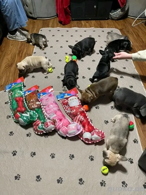 Gesunde französische Bulldoggenwelpen