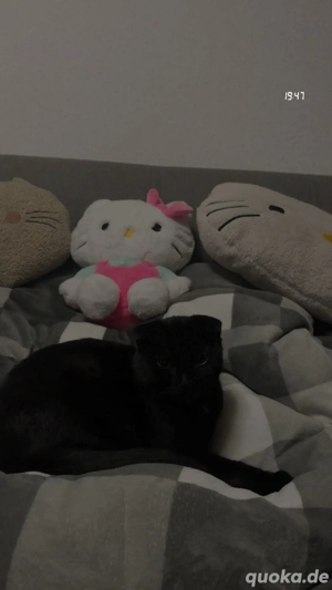 Coco sucht passendes Zuhause mit gleich temperamentvoller Katze