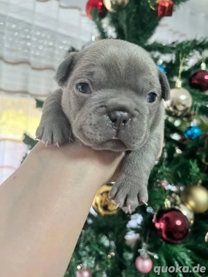 Zwei kleine Welpen suchen neues zu Hause