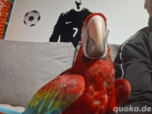 Ara Pärchen  Bild 2