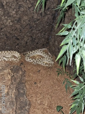 1.2 Heterodon nasicus