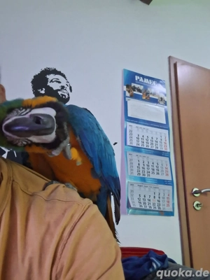 Ara Pärchen  Bild 3