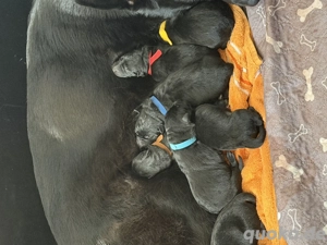Schäferhund Welpen, mit Papiere vom Verein für deutsche Schäferhunde