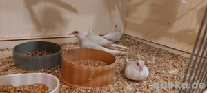 Diamanttauben und Kanarienvögel 