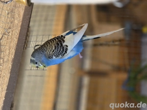 Junge Wellensittiche