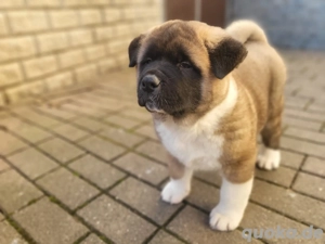 American Akita Welpen 