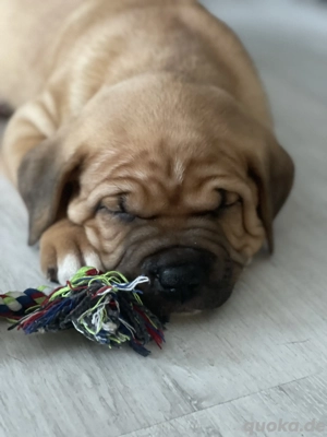 American Bully XL Welpen 