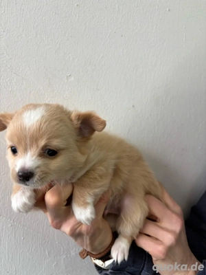 Chihuahua Welpen Rüden Langhaar sofort  abzugeben