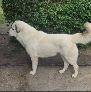 Germanische Bärenhunde