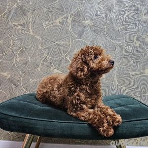 Luxury Toy pudel.Toypudel.Mini