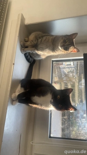 EKH (Europäische Kurzhaar Katze und Kater) abzugeben in liebevolle hände