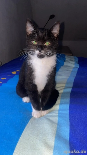 EKH Kater (Tuxedo) in liebe volle hände abzugeben 