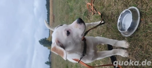 Beagle-Mix, 5 Monate in verantwortungsvolle Hände