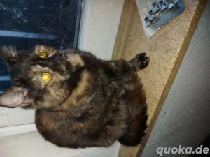 2 Katzen Mädels suchen ein neues Zuhause