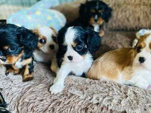 *Cavalier King Welpen: Königliche Begleiter warten auf Sie   *