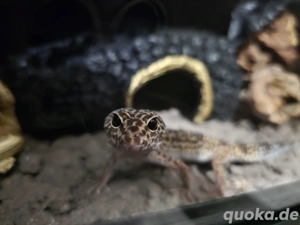Leopardgecko Mit Terrarium 