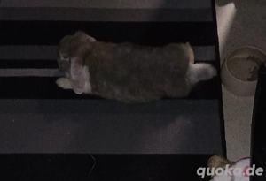 Suche: Senior Kaninchen 