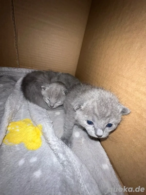 Reinrassige Russisch Blau kitten   