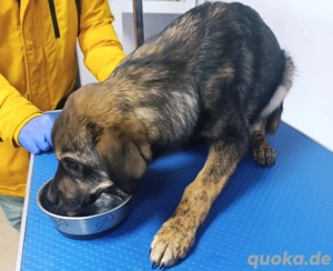 Hacico soll nicht im Tierheim aufwachsen