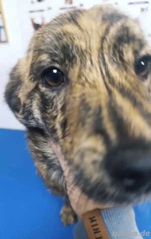 Kapucina braucht ein richtiges Zuhause Bild 5