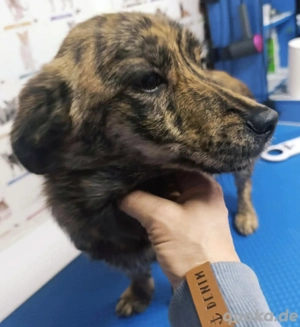 Kapucina braucht ein richtiges Zuhause Bild 4