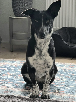 Missy K ca. 39 cm  - Die vorsichtige Kuschelmaus [auf Pflegestelle in 45276 Essen]