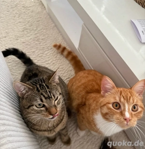 2 Kater nur in Doppelpack