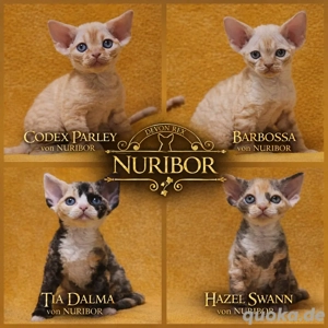 Devon Rex Kitten Züchter Katze Kater