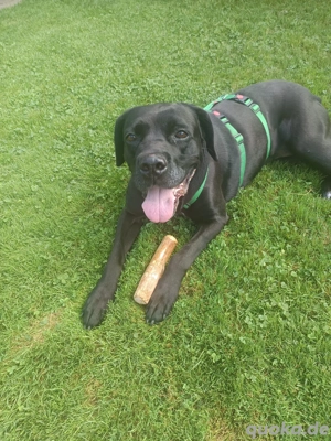 Cane Corso abzugeben 