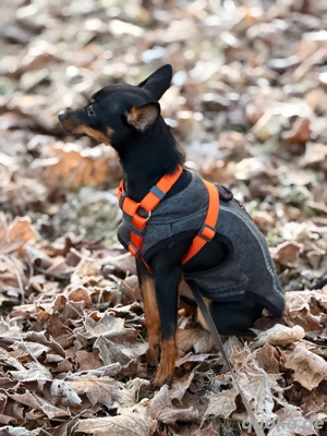 Kleiner Herzensbrecher sucht Zuhause
