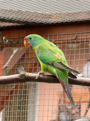 Schwalbensittiche abzugeben