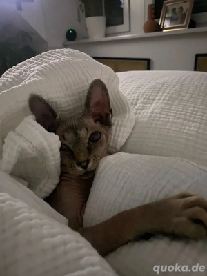 Canadian Sphynx Dame   