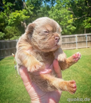 Isabella & lohfarbene Französische Bulldogge
