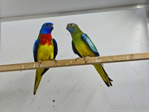 wildfarbe Glanzsittiche Hahn 