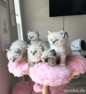  Sanftes Ragdoll-Kätzchen abzugeben