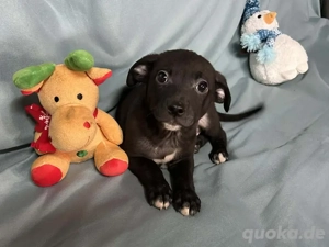 Welpe *MIDNIGHT* - Der fröhliche kleine Hundemann tobt und spielt sehr gerne